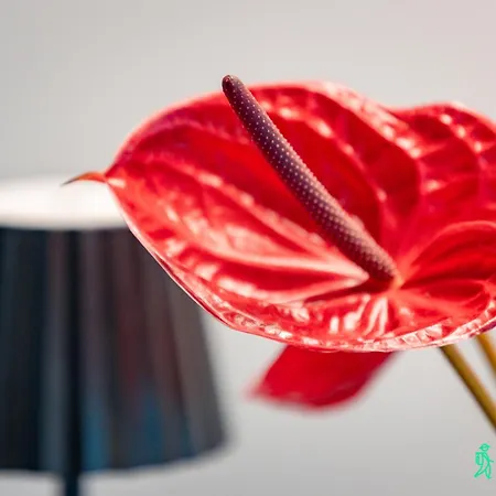 בית נופש Dom W Starkowie, Sauna I Balia Starkow (Klodzko)