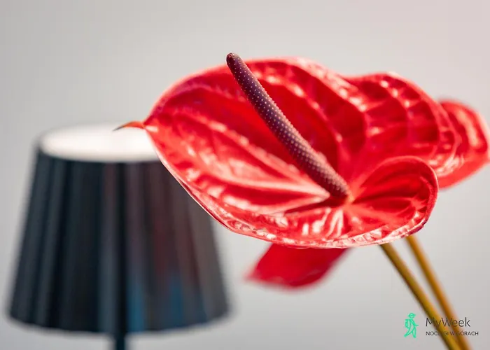 Tatil Evi Dom W Starkowie, Sauna I Balia Starkow (Klodzko)